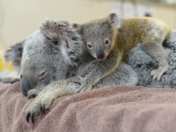 Koala_ydd1