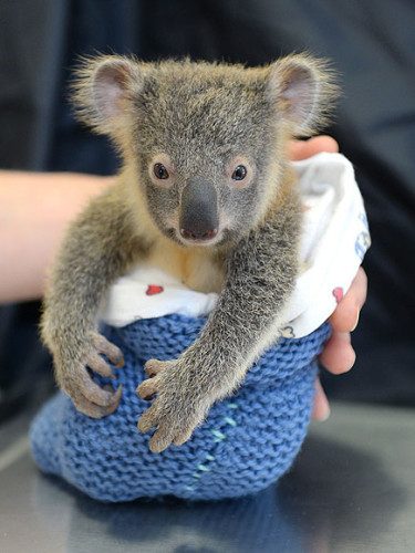 Koala_ydd2