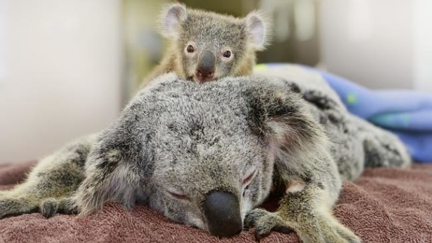 Koala_ydd4