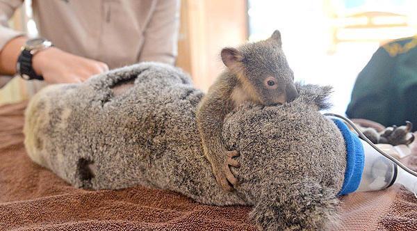 Koala_ydd5