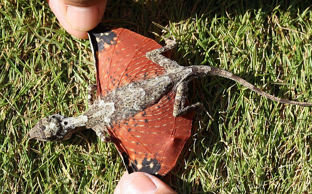 Tiny Dragons Discovered In Indonesia And Game Of Thrones Fans Are 