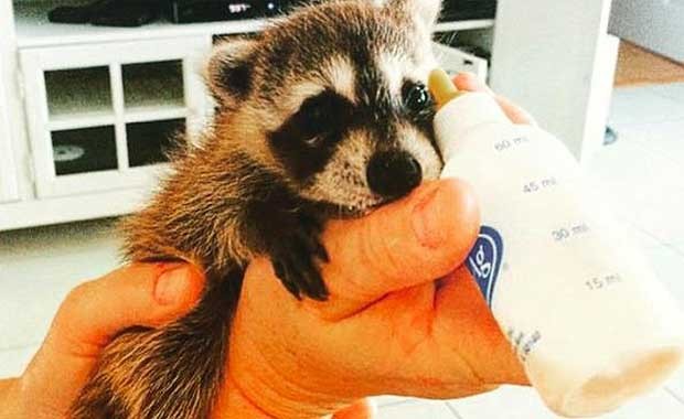 Credit: Instagram/PumpkinTheRaccoon
