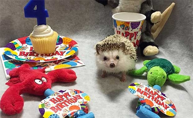 Source: Instagram - Biddy the Hedgehog