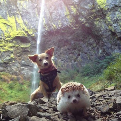 Source: Instagram - Biddy the Hedgehog