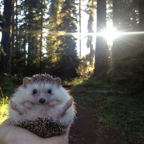 Source: Instagram - Biddy the Hedgehog