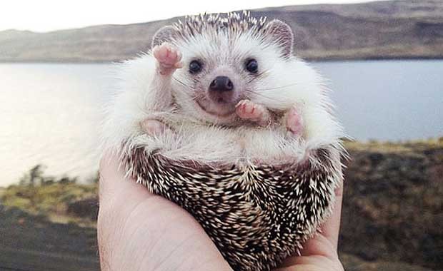 Source: Instagram - Biddy the Hedgehog