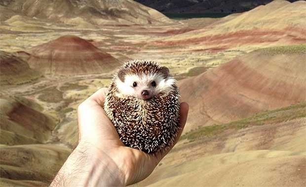 Source: Instagram - Biddy the Hedgehog