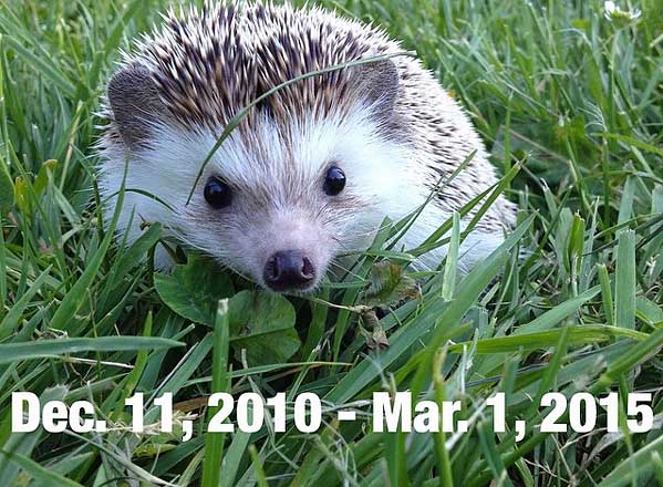Source: Instagram - Biddy the Hedgehog
