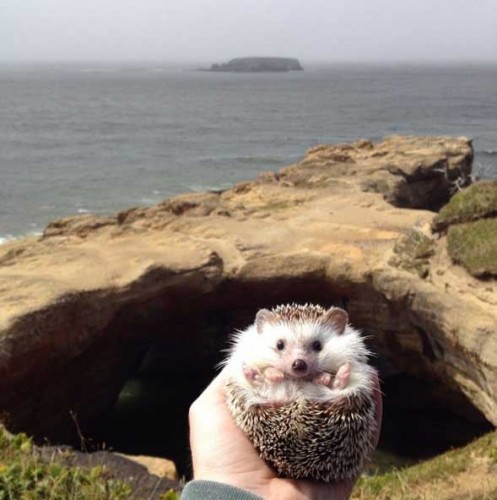 Source: Instagram - Biddy the Hedgehog