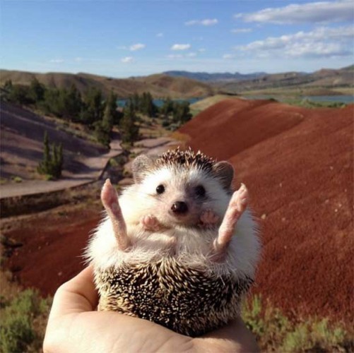 Source: Instagram - Biddy the Hedgehog