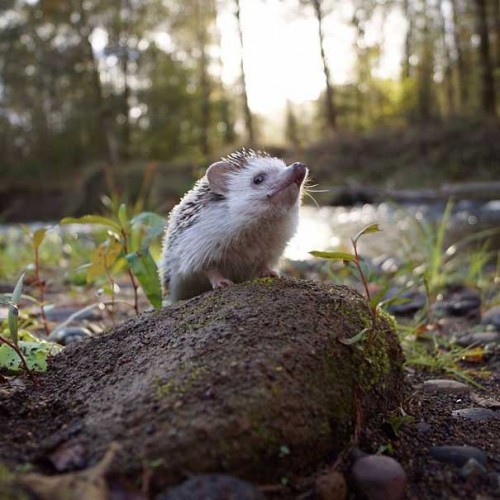 Source: Instagram - Biddy the Hedgehog