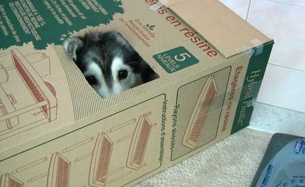 Tally_Box