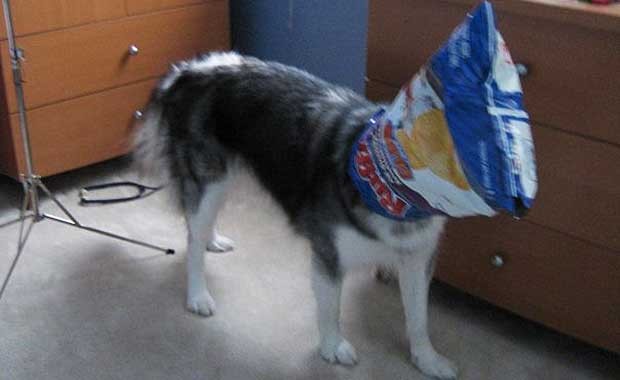 Tally_Chips