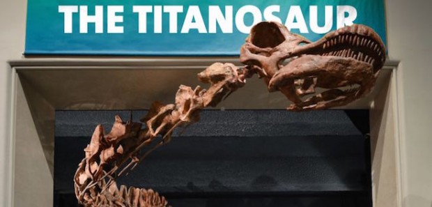 Courtesy AMNH