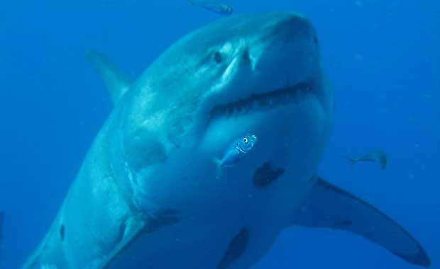 deep blue shark original video deep blue shark original video