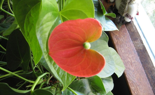Photo Credit: Flower Shop Network