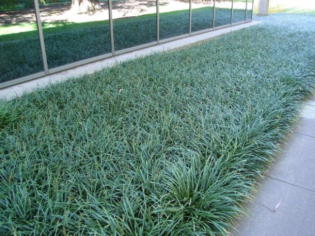 Photo Credit: Plant Places