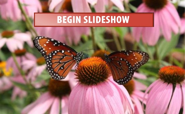 Source: Birdsandblooms.com