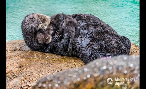 Photo Credit: Monterey Bay Aquarium