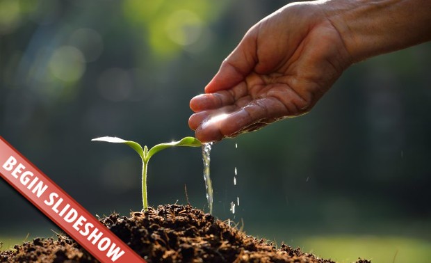 Photo Credit: http://www.naturallivingideas.com/