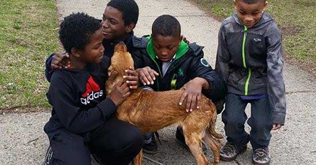 Source: Detroit Pit Crew Dog Rescue