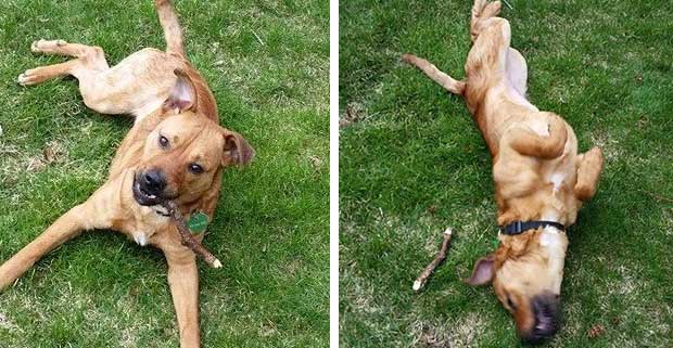 Source: Detroit Pit Crew Dog Rescue