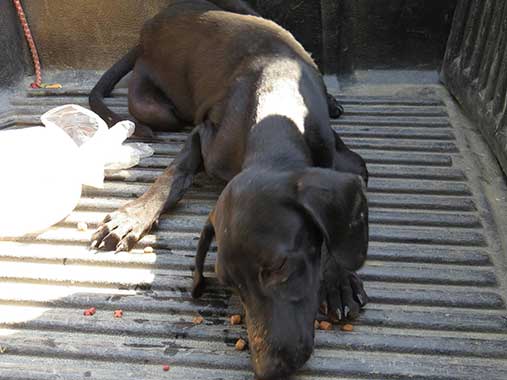 Source: Charlie's Angels - Animal Rescue - Costa Rica