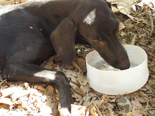 Source: Charlie's Angels - Animal Rescue - Costa Rica