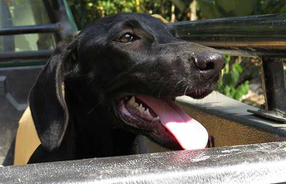 Source: Charlie's Angels - Animal Rescue - Costa Rica