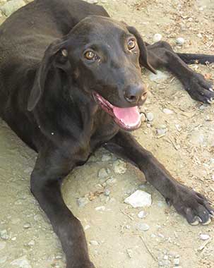 Source: Charlie's Angels - Animal Rescue - Costa Rica