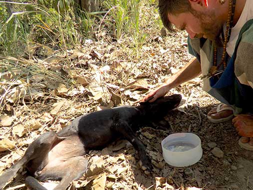 Source: Charlie's Angels - Animal Rescue - Costa Rica