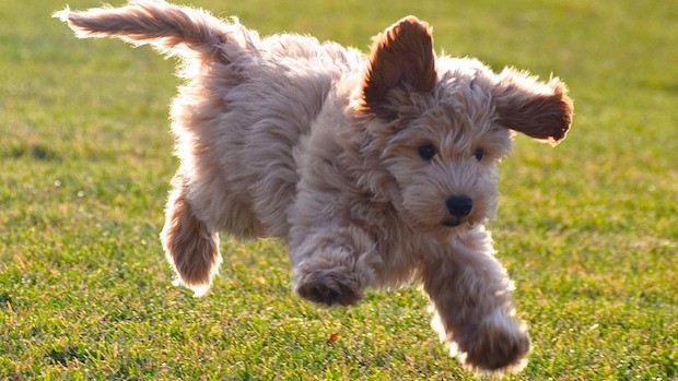 dog