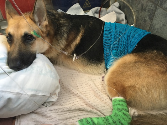 Source: Gofundme.com/savehaus