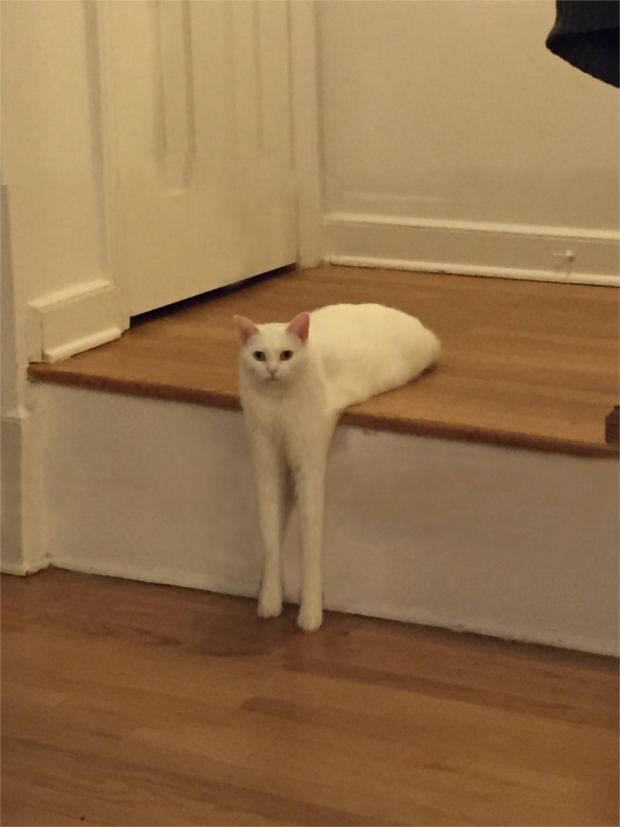 Source: REDDIT, JELECNO