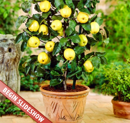 Source: balconygardenweb.com