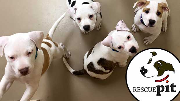 Source: Rescue Pit, Inc.