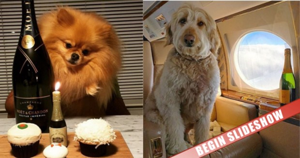 Source: Instagram richdogsoflondon