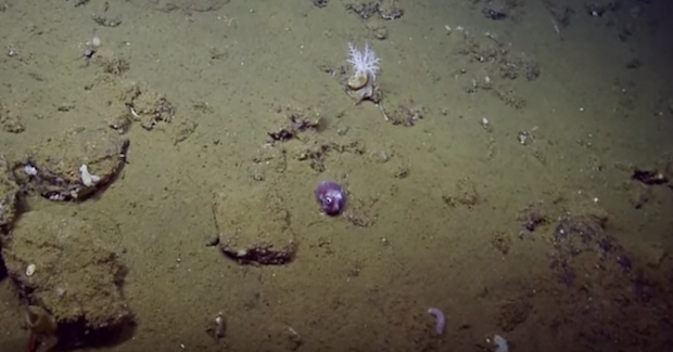 Source: EVNautilus