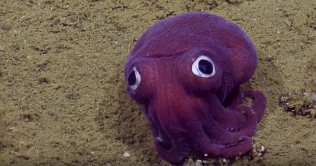 Source: EVNautilus