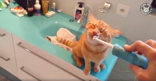 Source: The Pet Collective