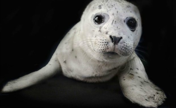 Source: TraerScott- Harbor seal, two weeks old