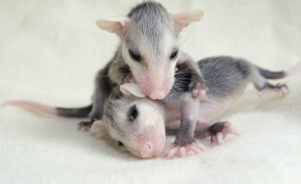 Source: Traer Scott - Opossum, four weeks old