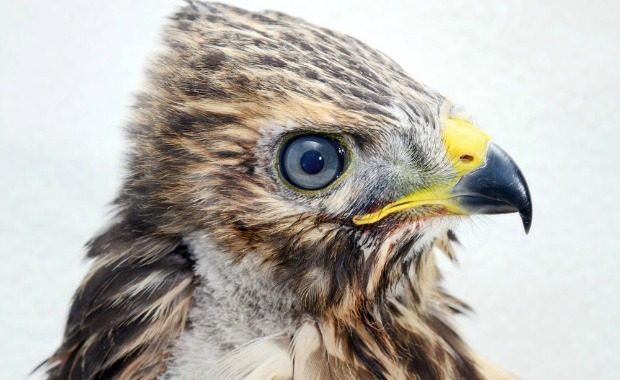 Source: Traer Scott- Red-Shouldered Hawk, three weeks old