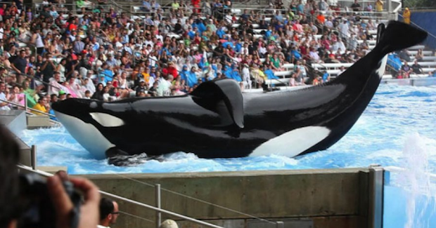 Tilikum