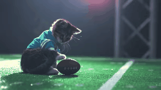 Animals Playing Football Is What You Need to See Before Super Bowl Sunday