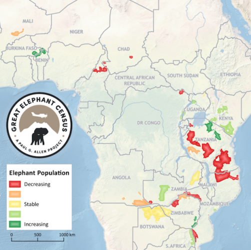 ivory trade