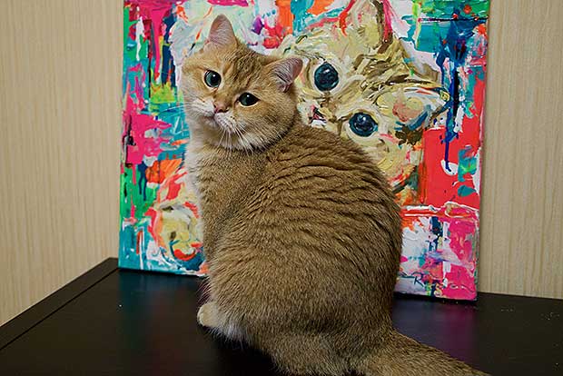 Hosico Cat