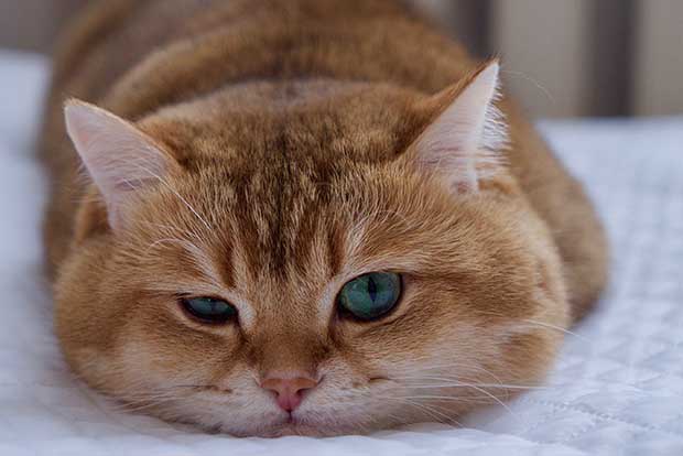 Hosico Cat