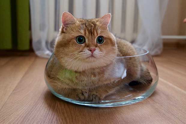 Hosico Cat