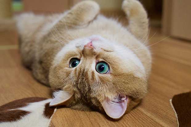 Hosico Cat
